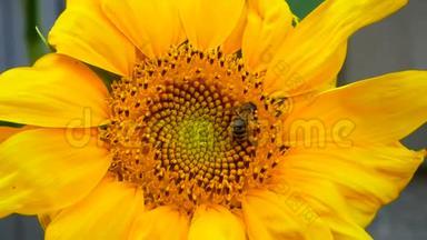 蜜蜂努力寻找向日葵头部最好的花粉